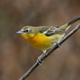 Presumed chat x oriole hybrid. Choriole?